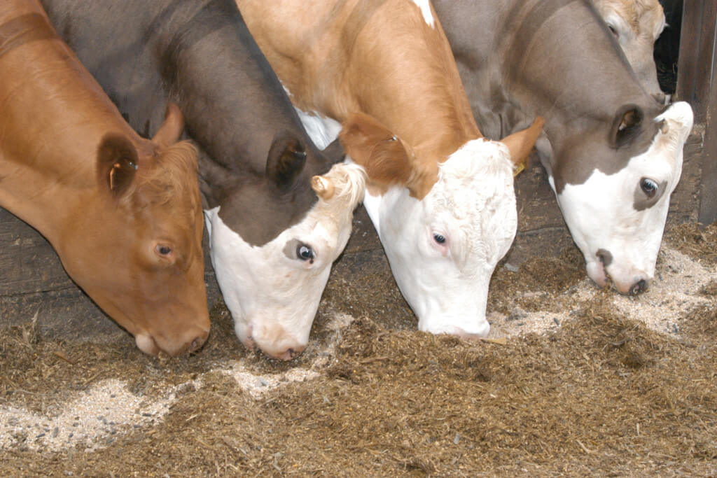 By-Product & Alternative Feeds, cattle eating