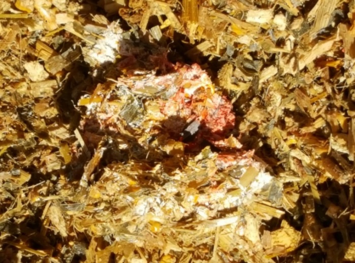 Fusarium Mold pic