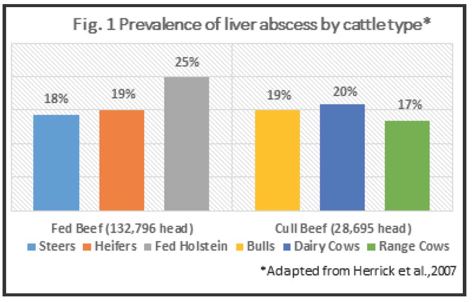 Chart concerning prevalence of liver abscesses