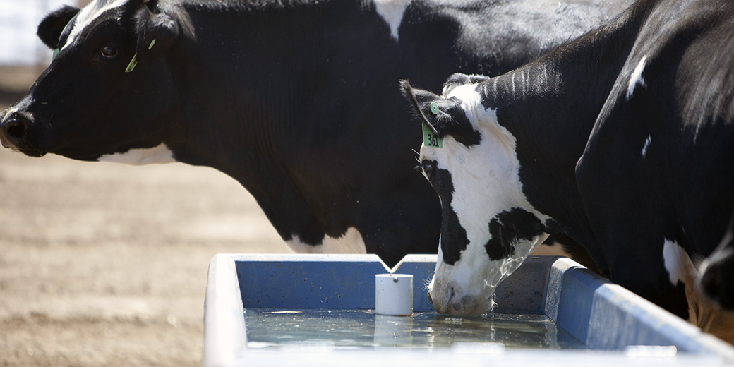 dairy cows at water trough essential nutrient water