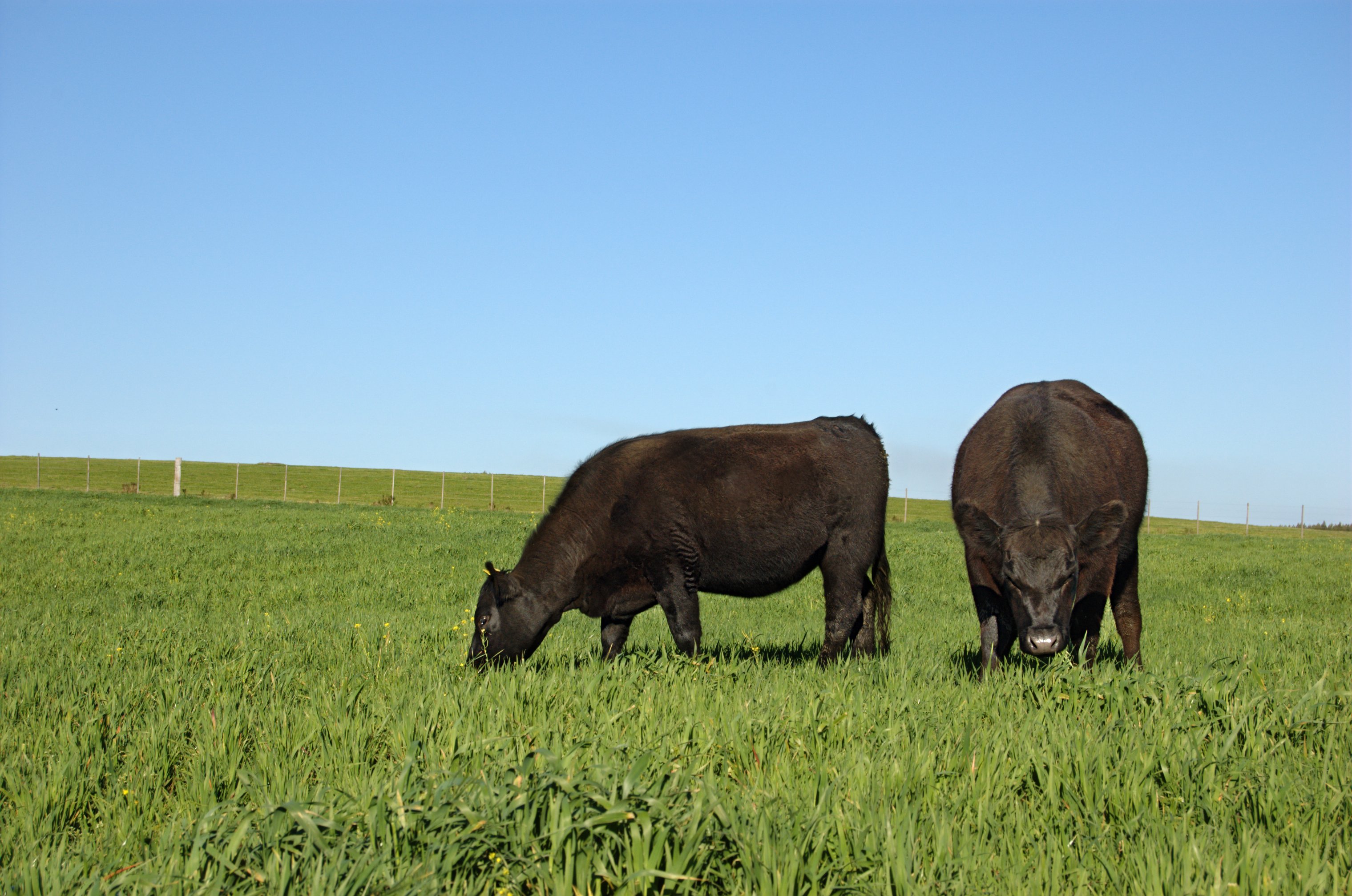 Cattle minerals, pasture, evaluating your mineral program.