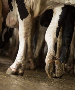 Learn how you can improve hoof health with Hoof King!