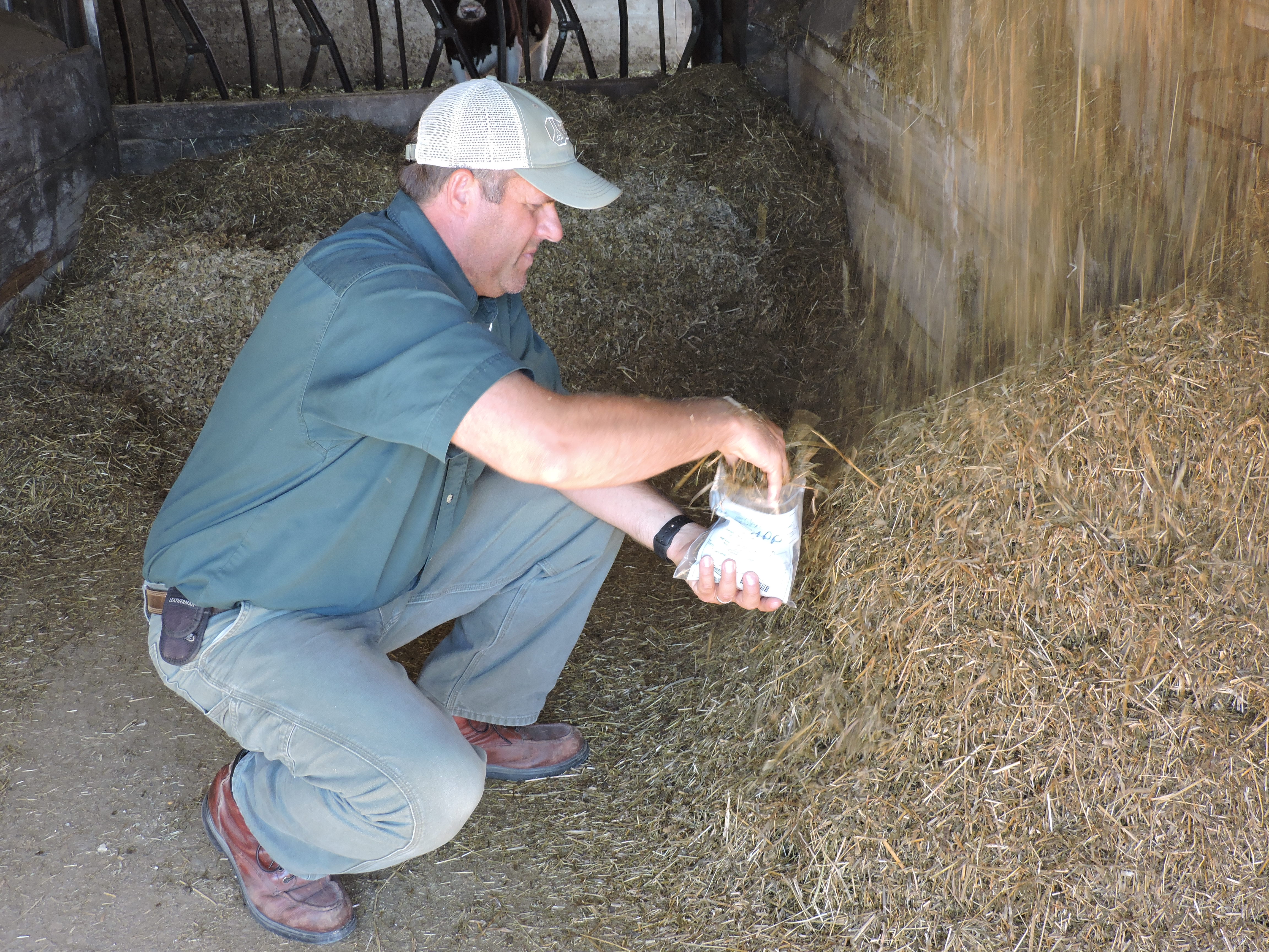 man observing hay