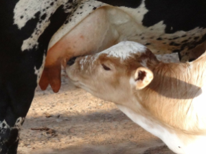 Brown calf nursing from mother's udder