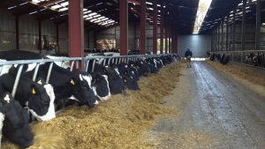Dairy cows lined up to eat