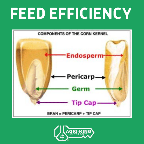 feed efficiency corn kernel