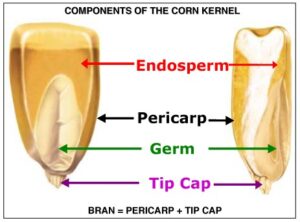 corn kernel components