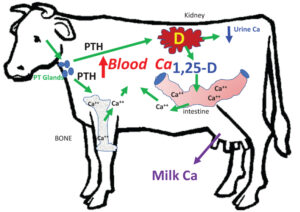 cattle diagram with arrows to blood ca, kidney, PT glands, and intestines