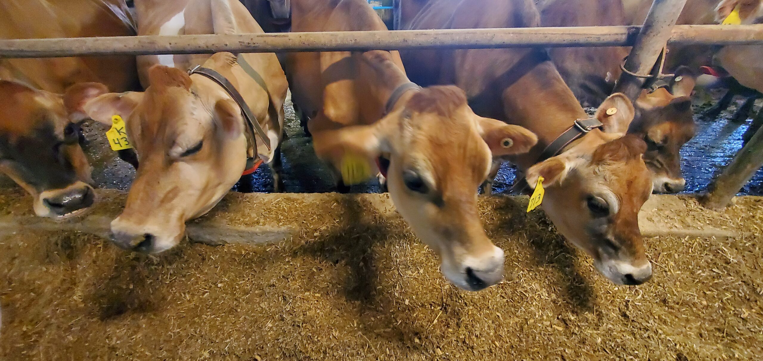 Cows eating grain feed