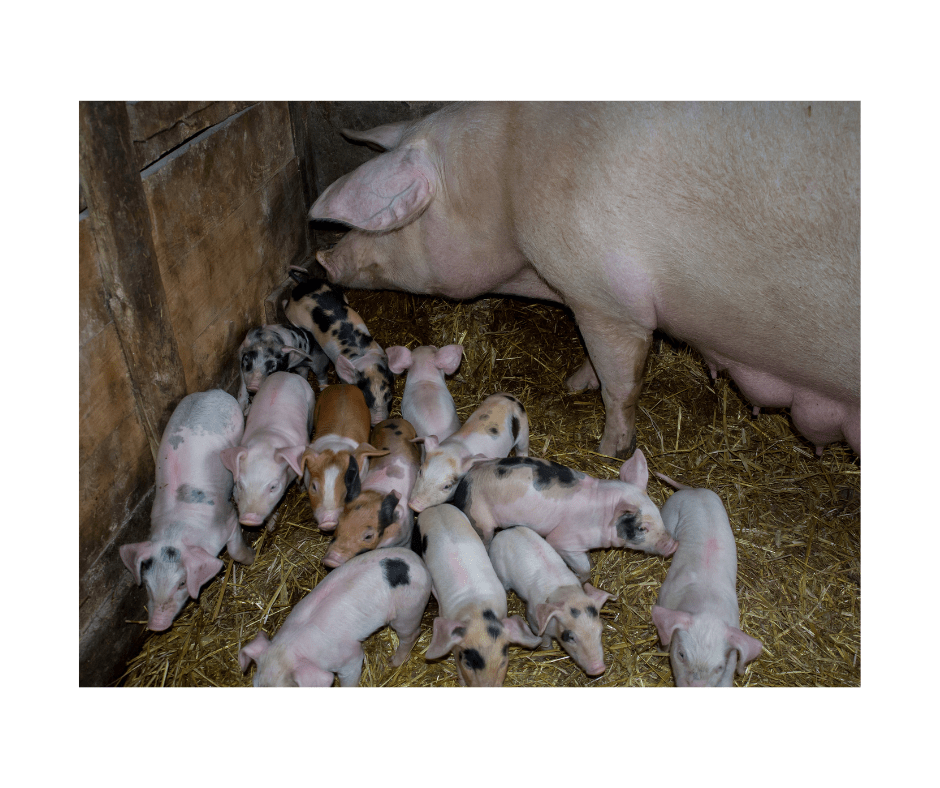 Young animals such as pre-weaned calves and piglets are more prone to iron deficiency.