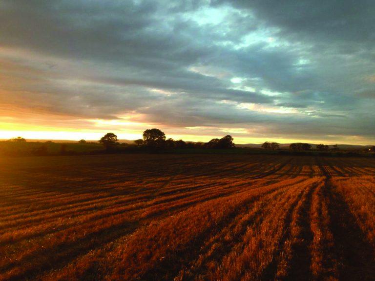 sunset United Kingdom forage