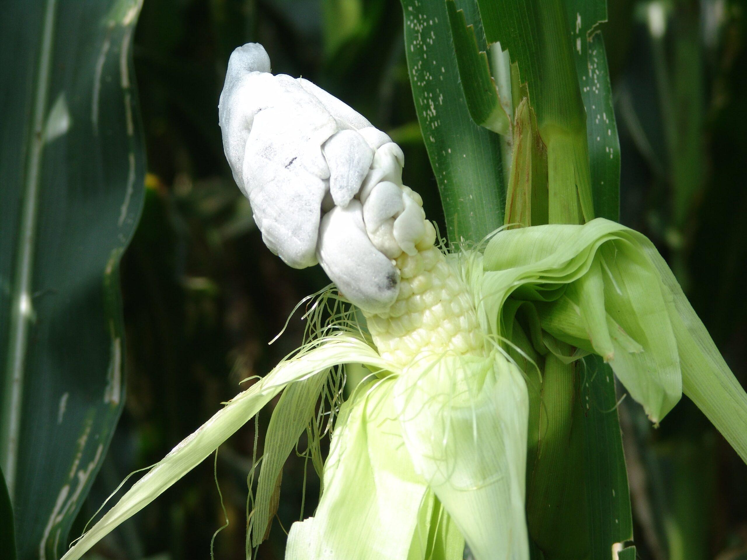 Common corn smut