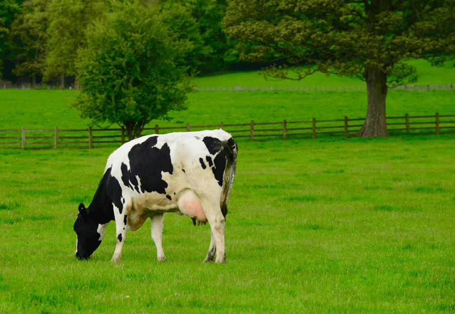 A dairy cow in the UK