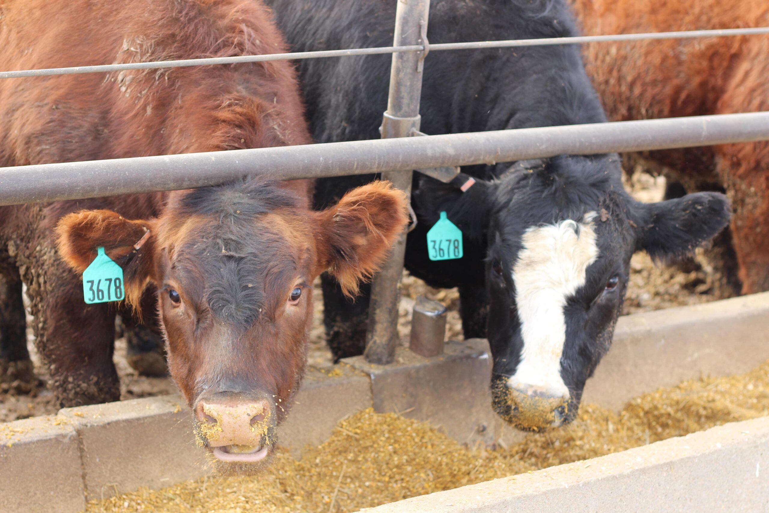 A Look at Feed Additives for Beef Cattle - Agri-King