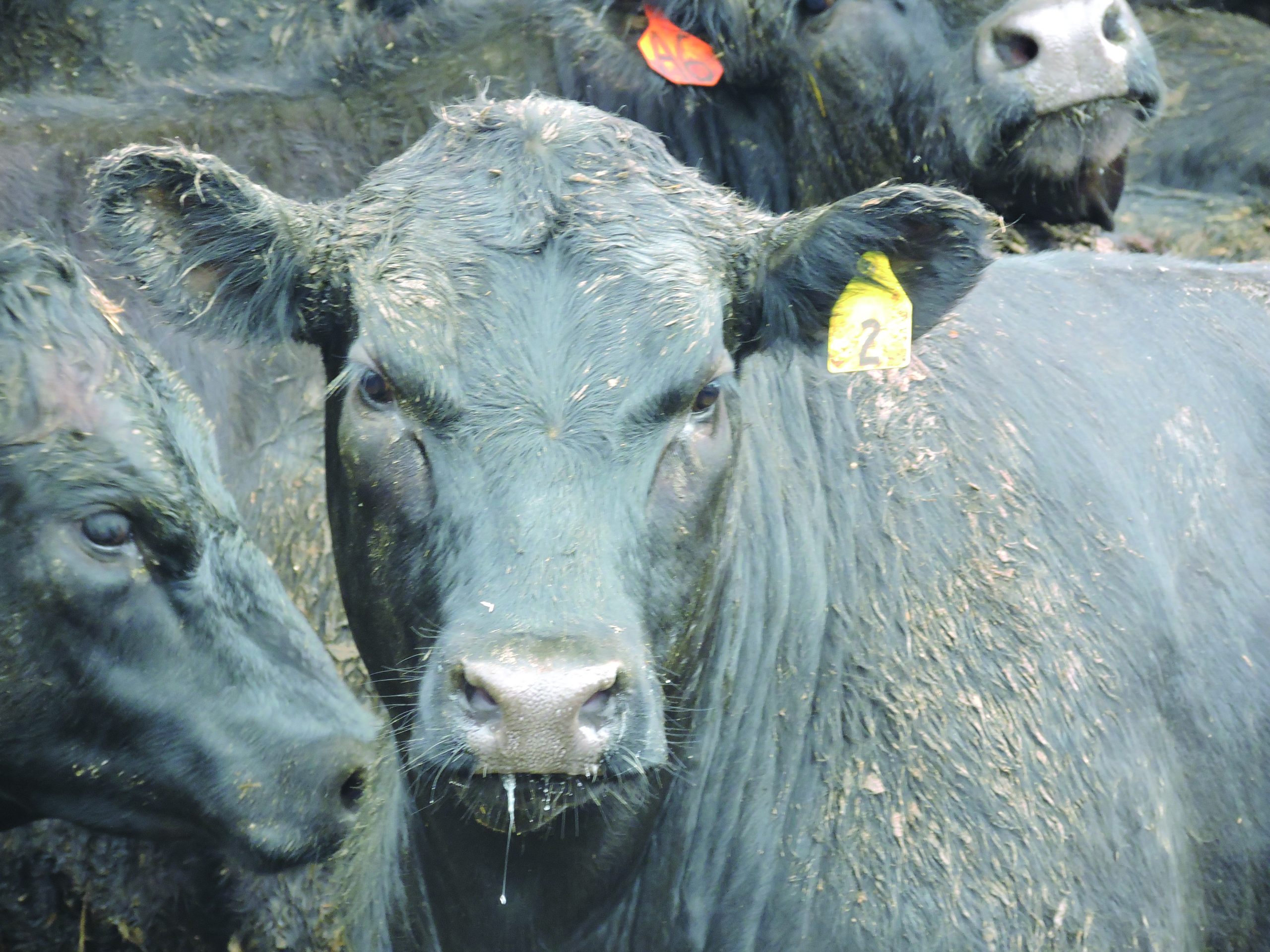beef products