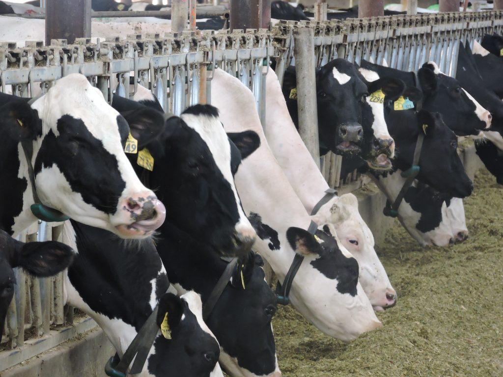Cows feeding