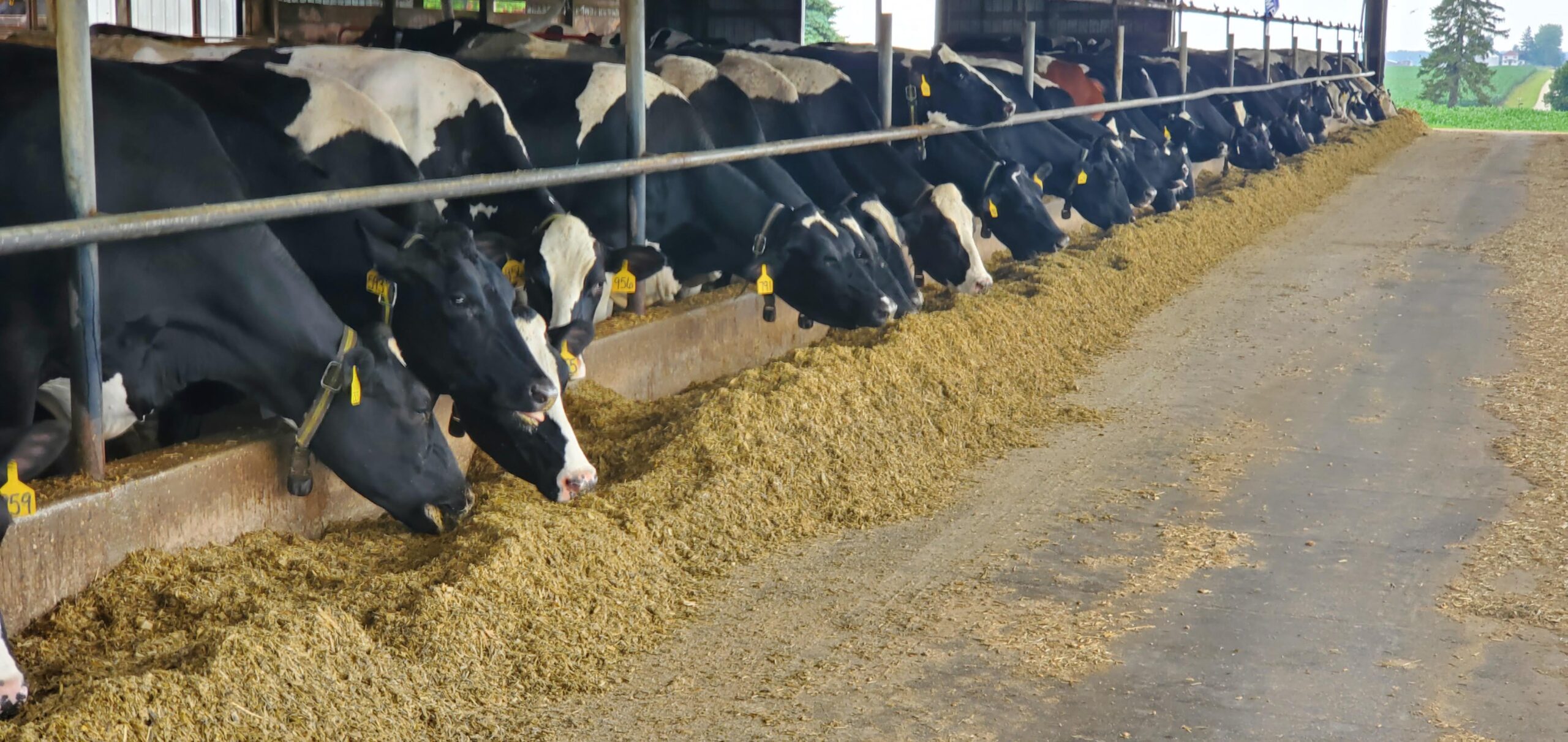 Healthy Calves Equal Healthy and Productive Cows