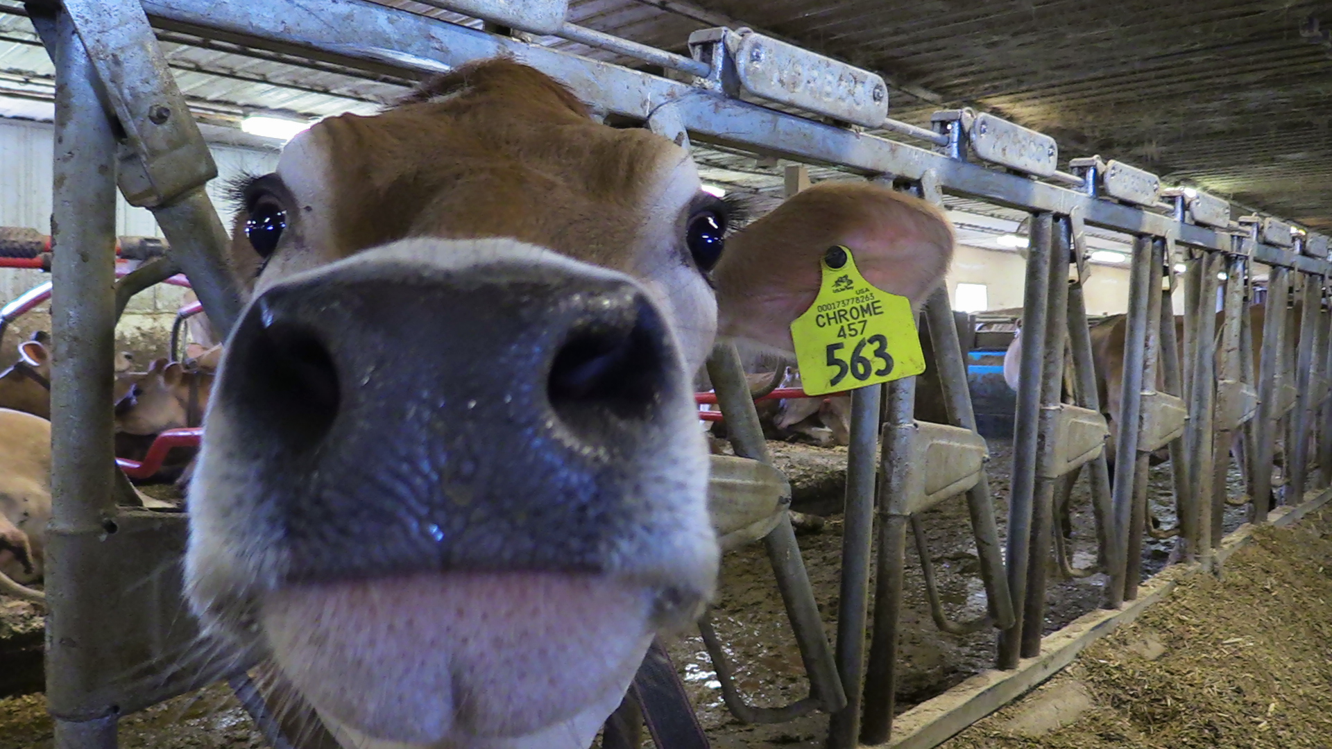 six carbon sugars in diary diets