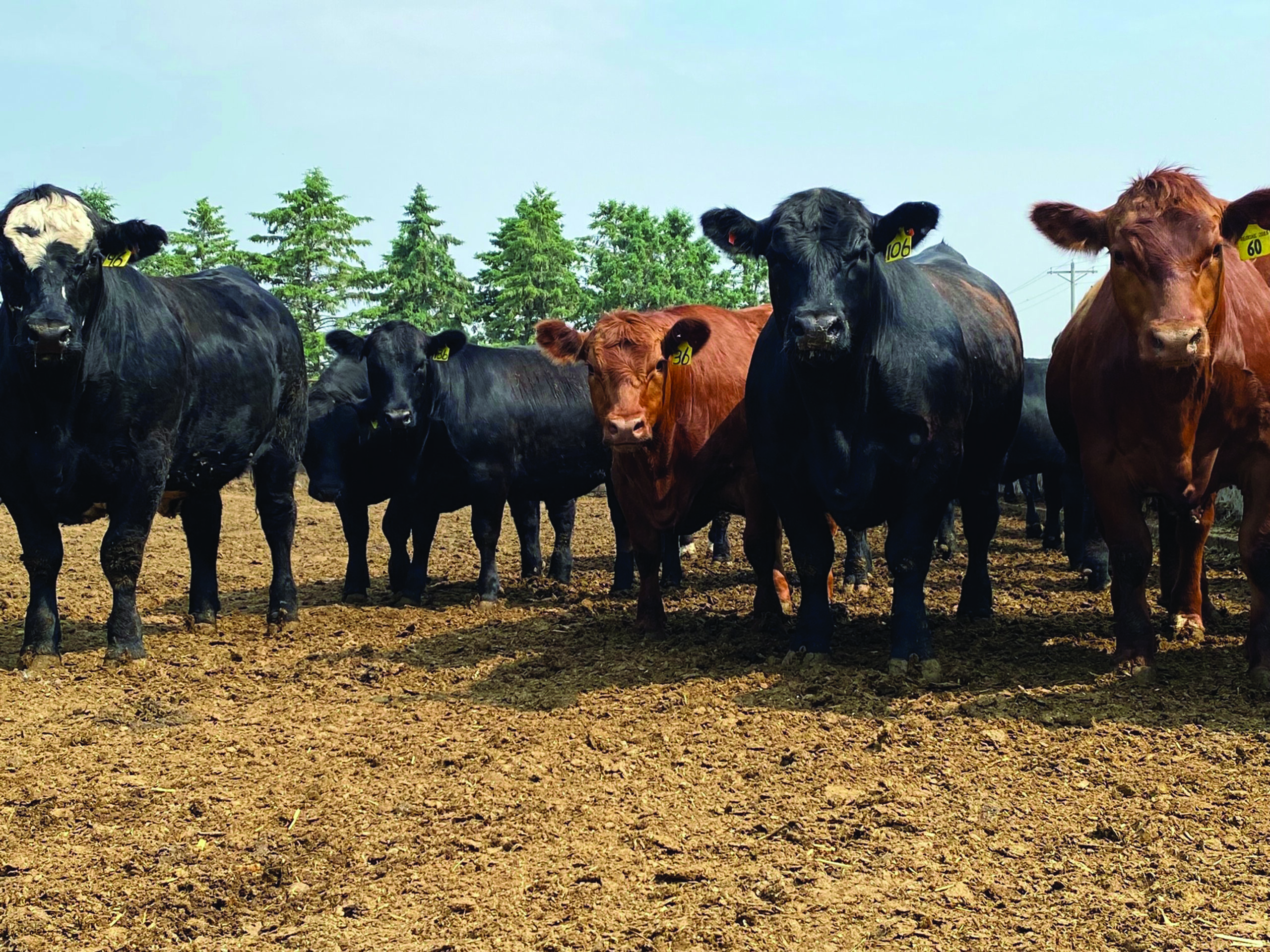 Vomitoxin on growing cattle