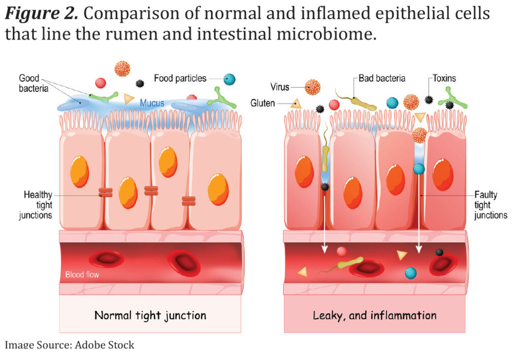 Comparison of normal and stressed epithelial cells.