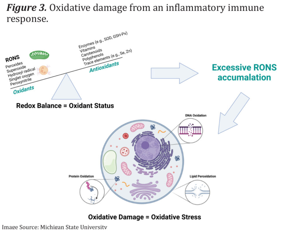 Oxidative damage from an inflammatory immune response (i.e. from heat stress).