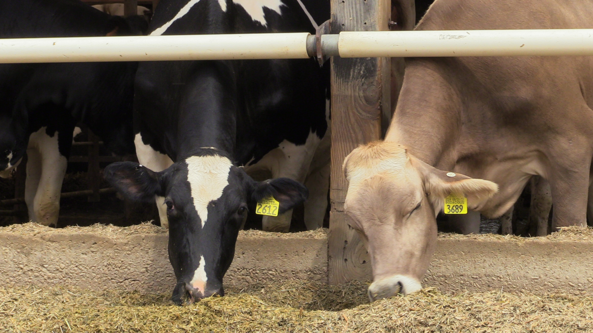 inflammation, stress and dairy cattle performance