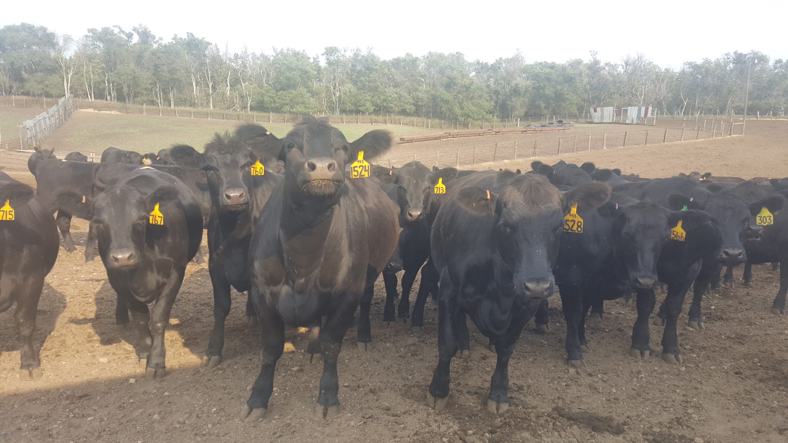 chromium supplementation for calves