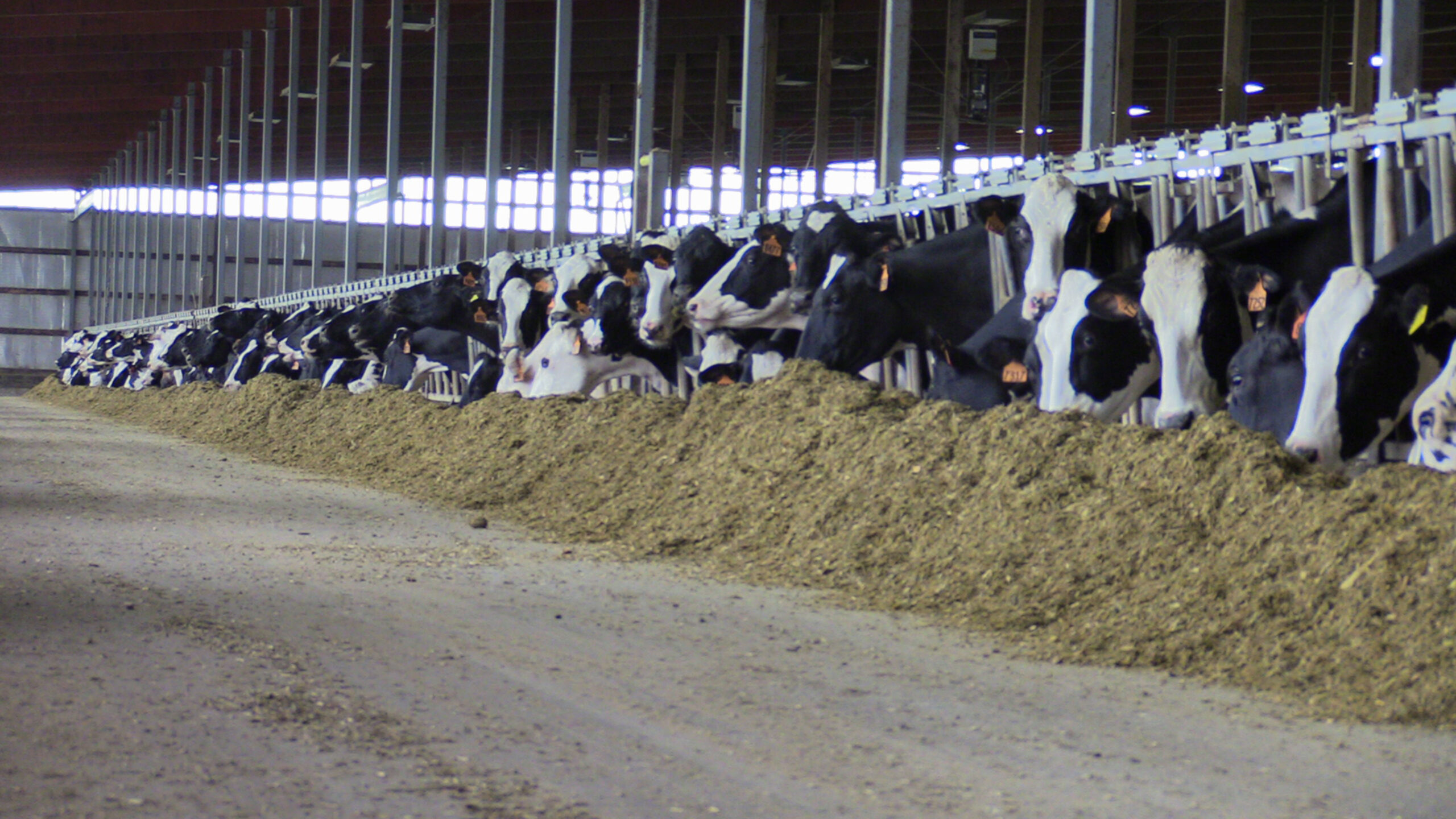 The cause and effect of lameness in cows