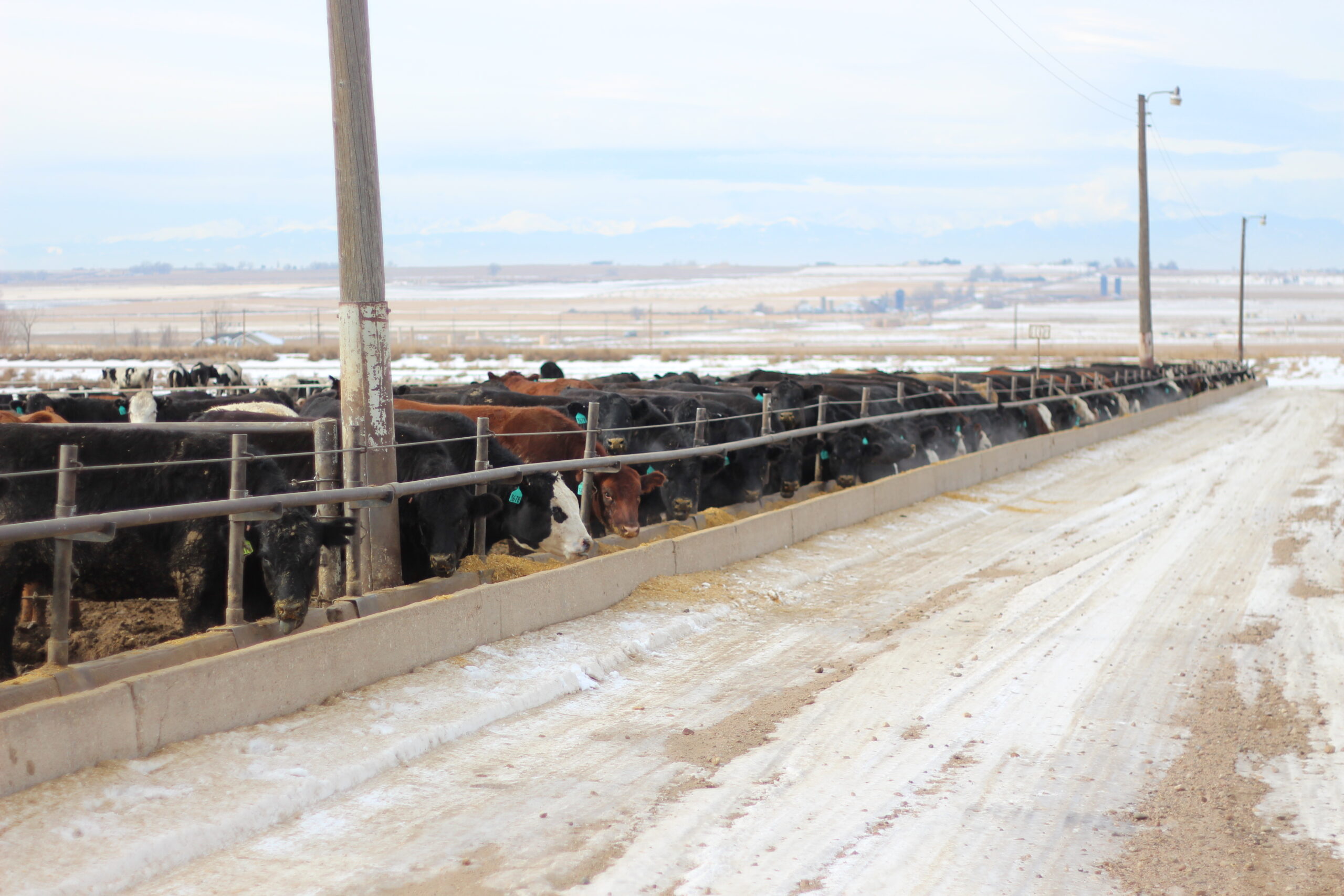 grain combos in feedlot diets